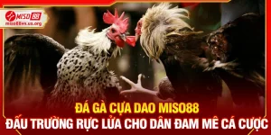 Đá Gà Cựa Dao Miso88 – Đấu Trường Rực Lửa Cho Dân Đam Mê Cá Cược