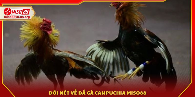 Giới thiệu sơ lược về Đá gà Campuchia Miso88