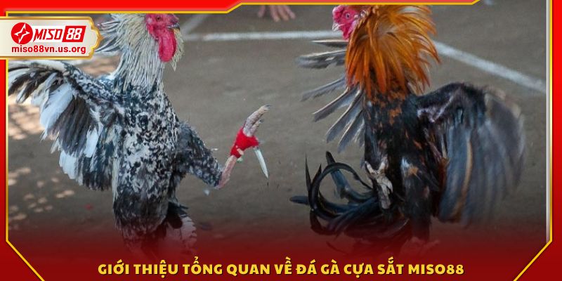 Tổng quan về trò chơi Đá gà cựa sắt Miso88