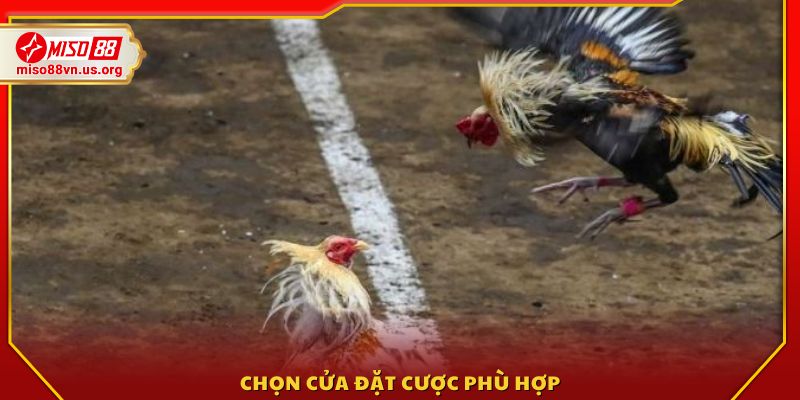 Lựa chọn chiến kê và cửa cược phù hợp