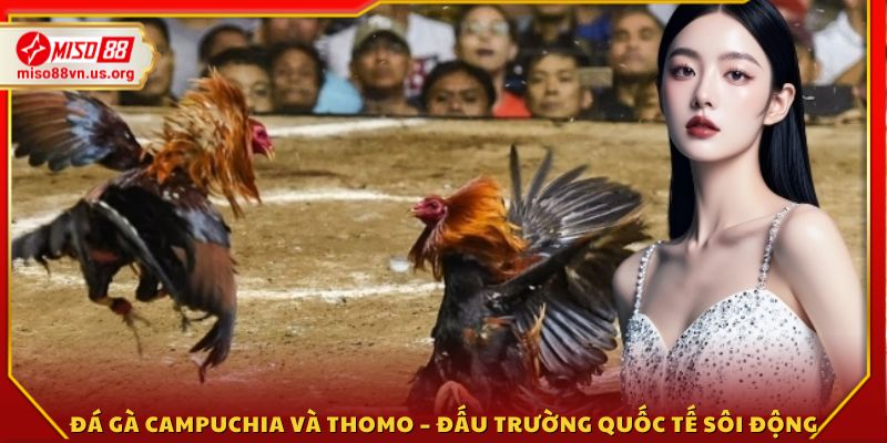 Đá gà Campuchia và Thomo – Nơi diễn ra những trận đấu kịch tính